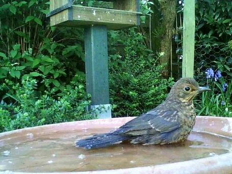 ADVICE MAIN IMAGE Favoriser la biodiversité : installer un point d'eau pour les oiseaux du jardin