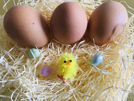 ADVICE MAIN IMAGE Conseils pour bien conserver ses œufs 