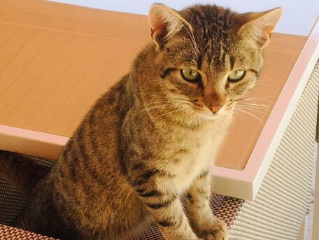 ADVICE MAIN IMAGE Apprendre à votre chat à bien utiliser sa litière 