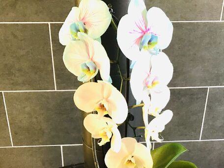 ADVICE MAIN IMAGE Quelques conseils pratiques pour profiter de vos belles orchidées toute l\'année 
