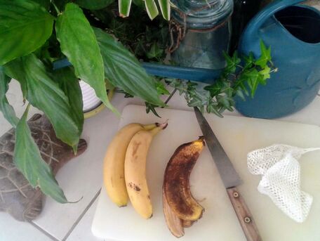 ADVICE MAIN IMAGE L'eau de bananes Bio : un engrais riche en nutriments, potassium, fer et magnésium