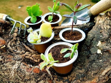 ADVICE MAIN IMAGE Nurserie pour cactées et plantes grasses avec des capsules de café recyclées