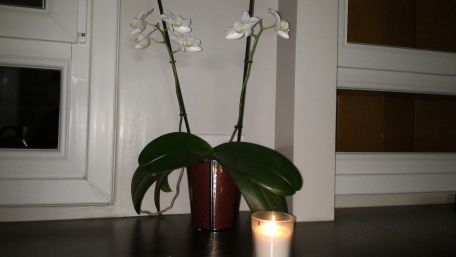 ADVICE MAIN IMAGE Prendre soins de ses orchidées