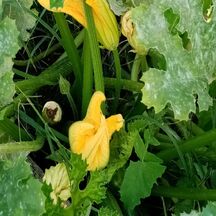Beignets de fleurs de courgettes
