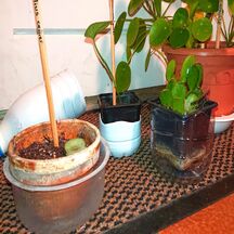 soucoupes, cache-pot et étiquettes pour plantes