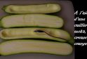 RECIPE THUMB IMAGE 5 Courgettes farcie 