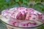 RECIPE THUMB IMAGE 2 Titamisu aux biscuits roses de Reims, fraises et sureau