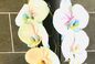 ADVICE THUMB IMAGE 3 Quelques conseils pratiques pour profiter de vos belles orchidées toute l\'année 