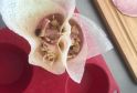 RECIPE THUMB IMAGE 5 Croustillants champignons jambon gromage