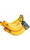 Bananes Cavendish sans insecticides de synthèse Filiere Qualite Carrefour