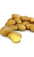 Pommes de terre de consommation Agata